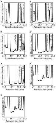 Production of d-Branched-Chain Amino Acids by Lactic Acid Bacteria Carrying Homologs to Isoleucine 2-Epimerase of Lactobacillus buchneri